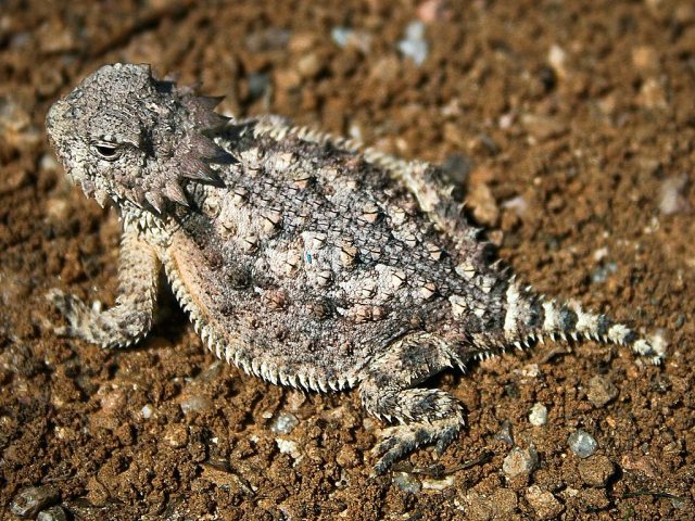 Horned Lizard