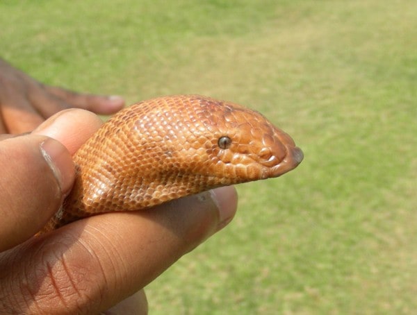 Indian Sand Boa