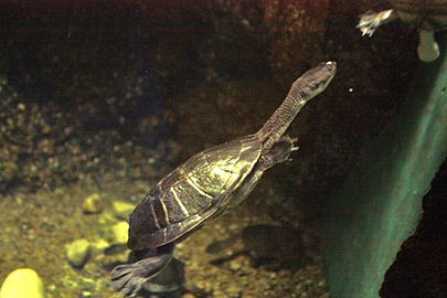 Indonesian Snake-Necked Turtle