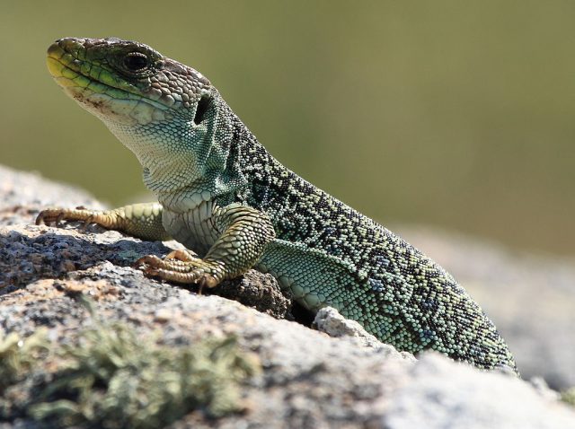 Jewelled Lizard