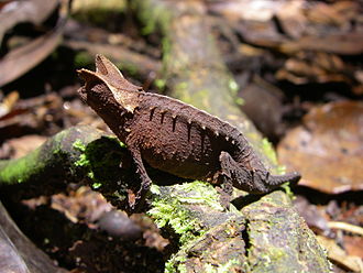 Leaf Chameleon