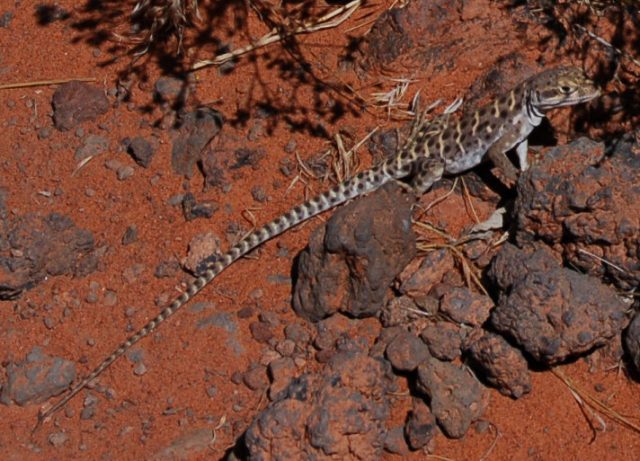 Leopard Lizard