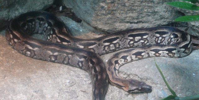 Madagascar Ground Boa