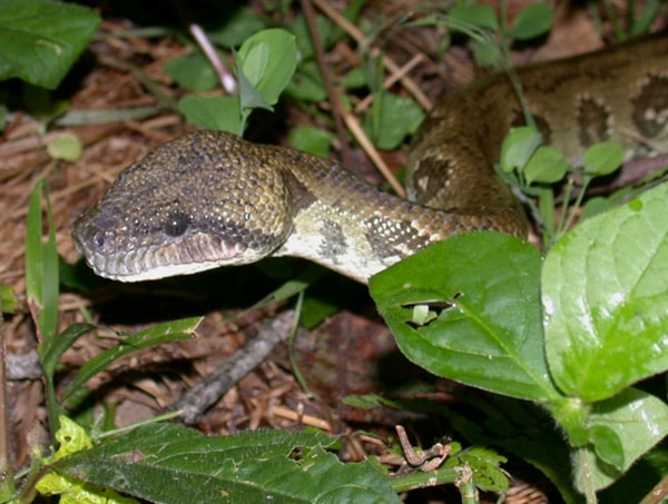 Madagascar Tree Boa