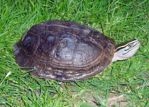 Malayan Box Turtle