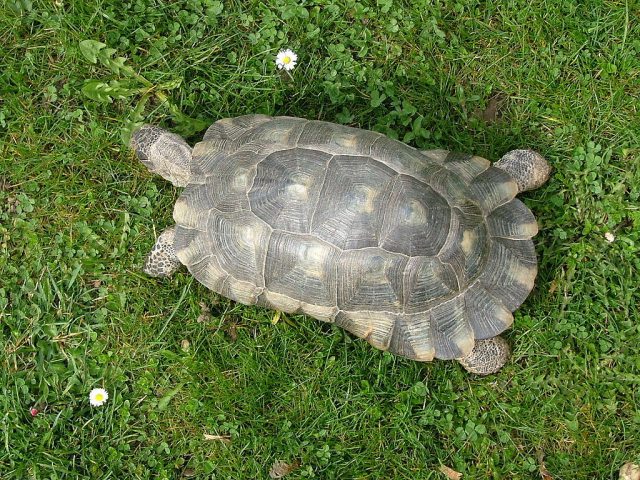 Marginated Tortoise