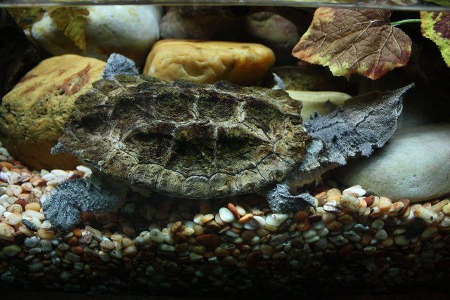 Matamata Turtle