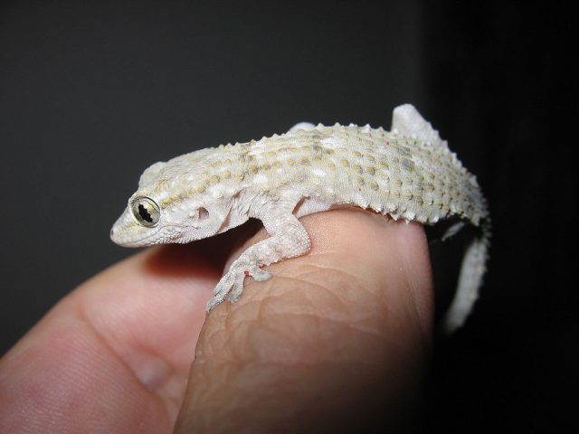 Mauretanian Wall Gecko