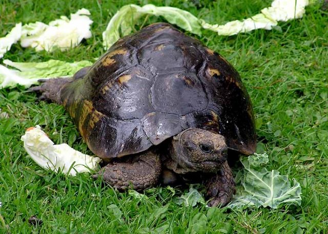 Mediterranean Spur-Thighed Tortoise