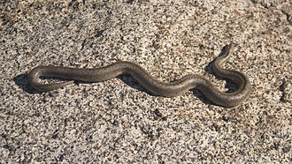 Mexican Rosy Boa