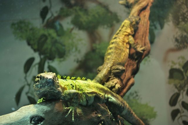 Mexican Spiny-Tailed Iguana