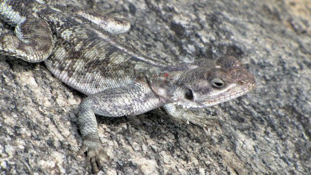 Moroccan Spiny-Tailed Agama