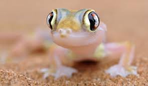 Namib Web-Footed Gecko