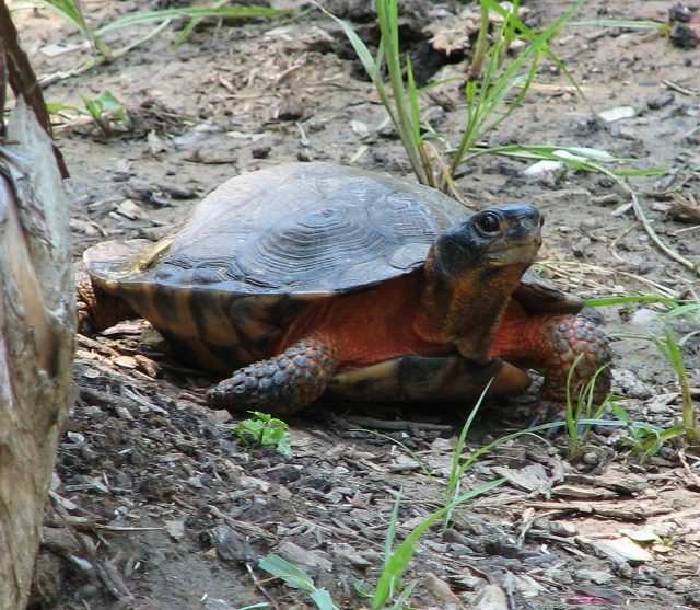 North American Wood Turtle