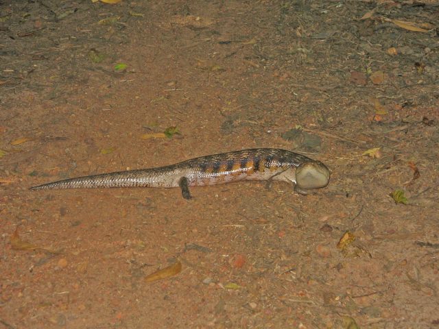 Northern Blue-Tongued Skink