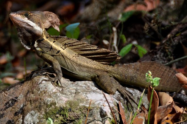 Northern Brown Basilisk