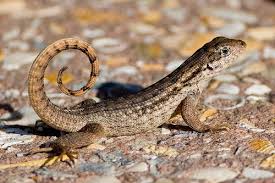 Northern Curly-Tail Lizard