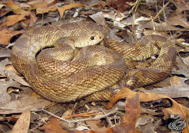 Northern Pine Snake