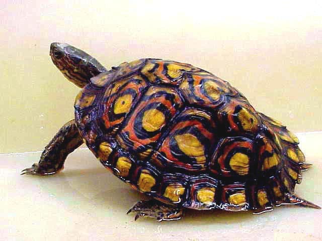 Ornate Wood Turtle