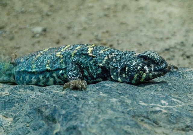 Ornate Spiny-Tailed Agama