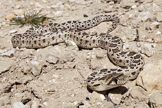 Pacific Gopher Snake