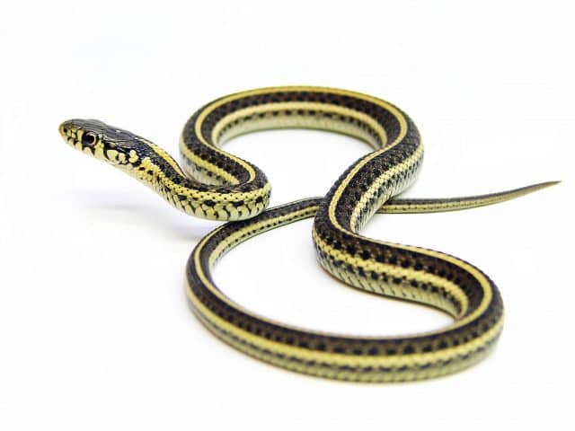 Plains Garter Snake