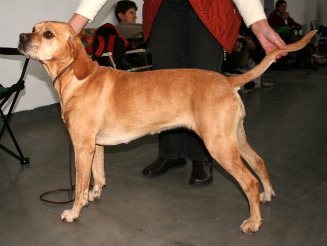 Portuguese Pointer