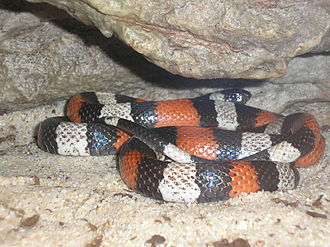 Pueblan Milk Snake