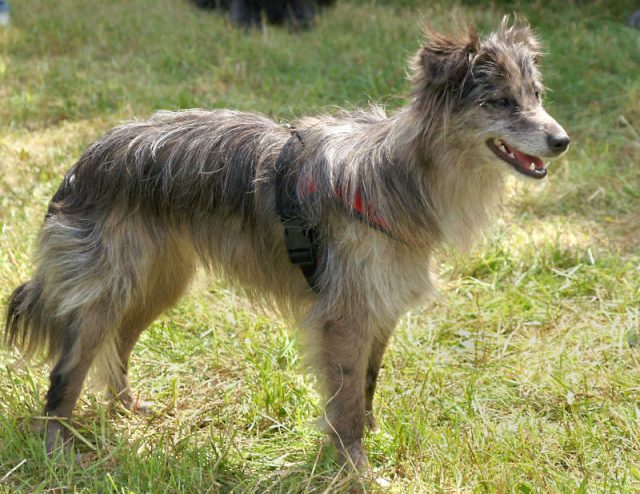 Pyrenean Shepherd