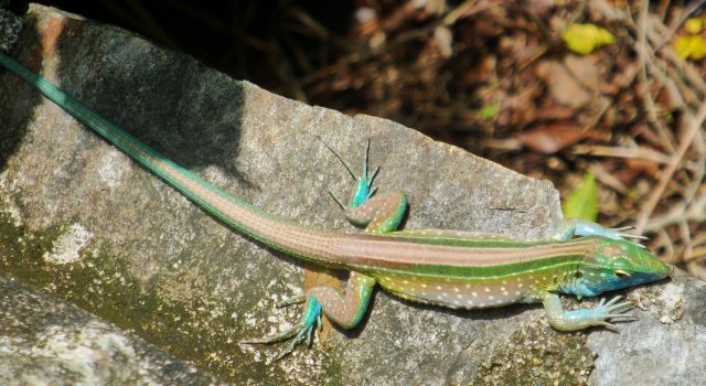 Rainbow Lizard