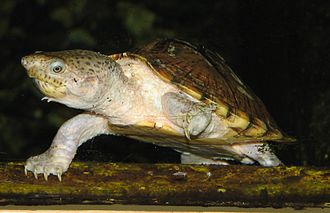 Razor-Backed Musk Turtle