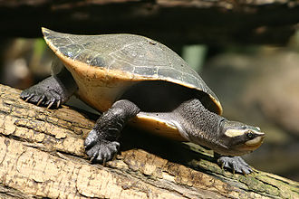 Red-Bellied Side-Necked Turtle