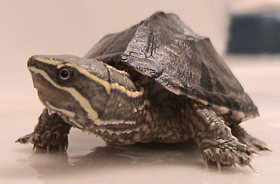 Red-Cheeked Mud Turtle