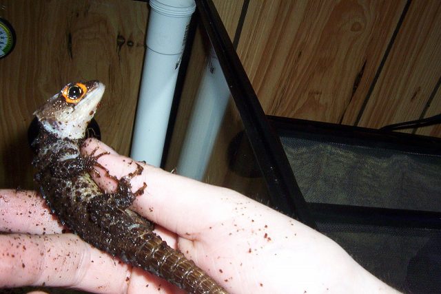 Red-Eyed Crocodile Skink