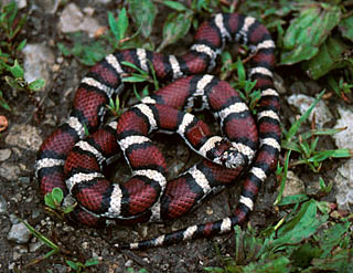 Red Milk Snake