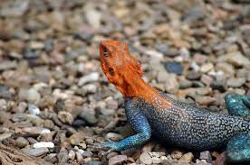 Red-Headed Agama