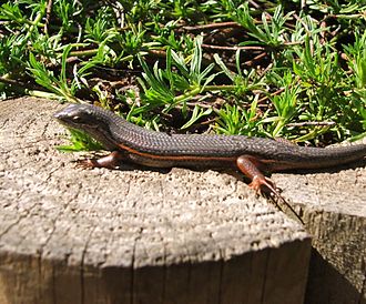 Red-Sided Skink