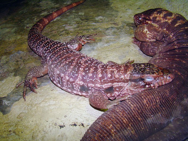 Red Tegu