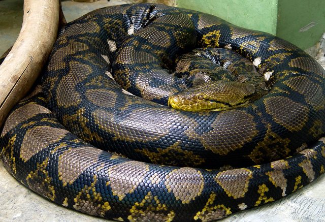 Reticulated Python