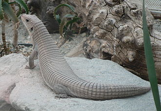 Rough-Scaled Plated Lizard