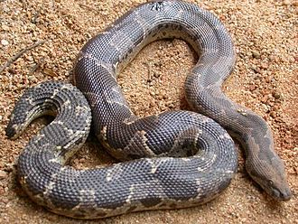 Rough-scaled Sand Boa