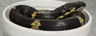 Russian Rat Snake