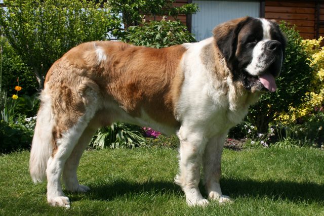 Saint Bernard