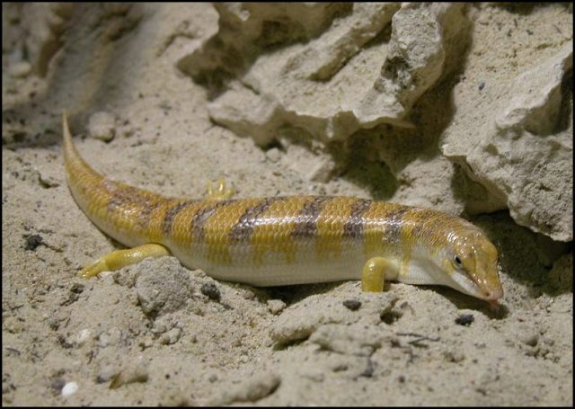 Sand-Fish Skink