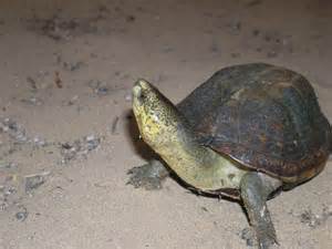 Scorpion Mud Turtle