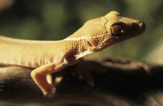 Skunk Gecko