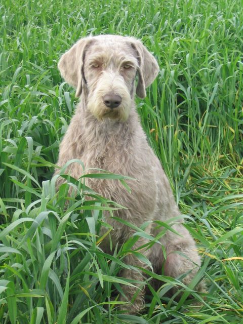 Slovakian Rough Haired Pointer