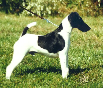 Smooth Fox Terrier