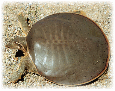 Smooth Soft-Shelled Turtle