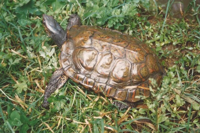 South American Wood Turtle